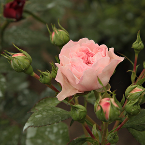 Pоза Мариатхересиа® - розов - Рози Флорибунда